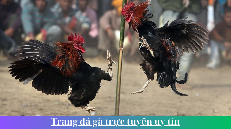 Trang da ga truc tuyen uy tin